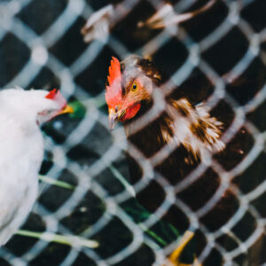 Tela para Galinheiro